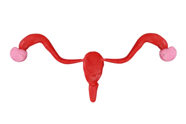 Утера Яєчники Пластилінової Моделі Жіноча Концепція Репродуктивного Здоров — стокове фото