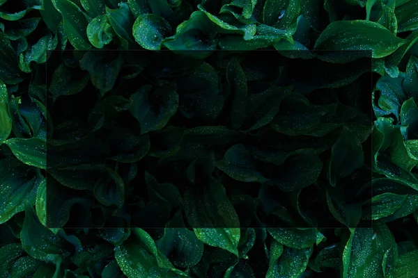 Lírio Vale Folhas Tonificadas Fundo Verde Com Moldura Para Texto — Fotografia de Stock