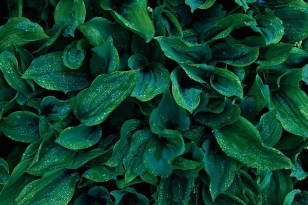 Κρίνος Της Κοιλάδας Φύλλα Τονισμένο Πράσινο Φόντο — Φωτογραφία Αρχείου