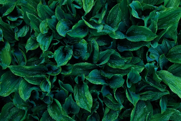 Κρίνος Της Κοιλάδας Φύλλα Τονισμένο Πράσινο Φόντο — Φωτογραφία Αρχείου