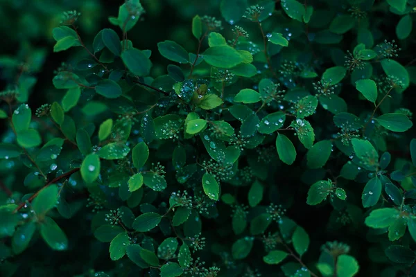 Πράσινο Τονισμένα Φύλλα Patten Φόντο — Φωτογραφία Αρχείου