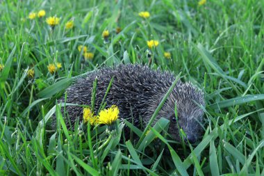 Yeşil çimenlikteki kirpi kameraya bakar