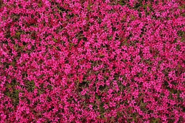 stock image beautiful pink magenta flower background