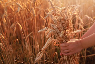 Bir tarlada sarı buğday kulakları tutan çocuk.
