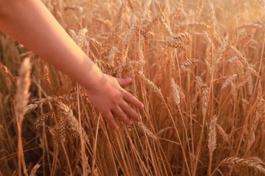 Çocuk tarlada buğdayın üzerinde elini tutuyor.