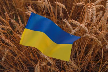 Olgun buğday üzerinde yatan Ukrayna bayrağı. Konsept ihraç et, tahıl koridoru