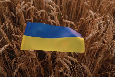 Olgun buğday üzerinde yatan Ukrayna bayrağı. Konsept ihraç et, tahıl koridoru
