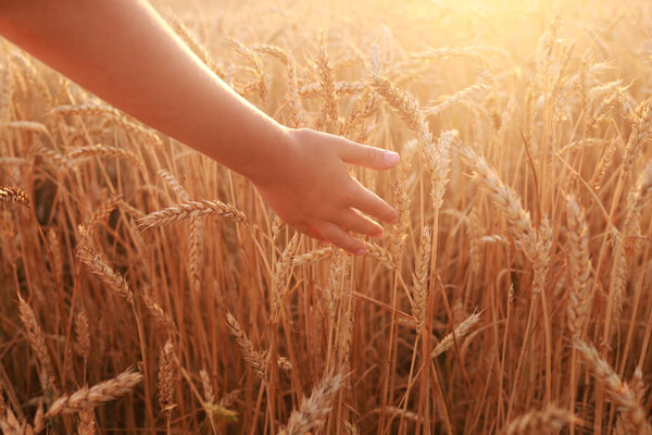 child holding hand over the wheat in the field