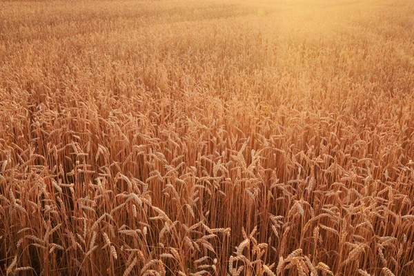Поле Стиглої Золотої Пшениці Заході Сонця — стокове фото