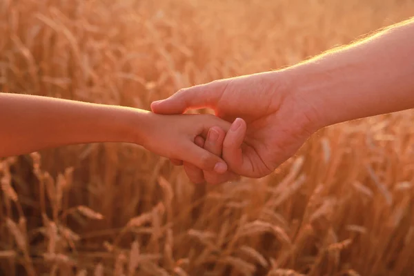 Руки Ребенка Дочери Отца Пшеничном Поле — стоковое фото