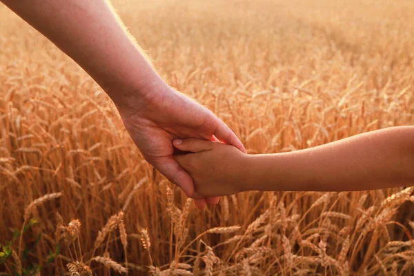 Руки Ребенка Дочери Отца Пшеничном Поле — стоковое фото