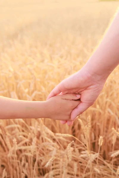 Руки Дочери Отца Пшеничном Поле Вертикальная Ориентация — стоковое фото