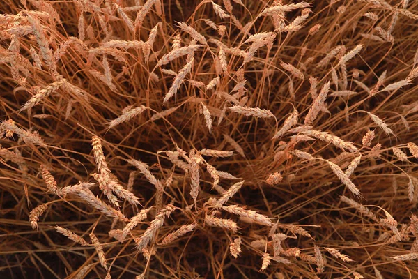 Пшеничне Поле Колоски Вид Зверху — стокове фото