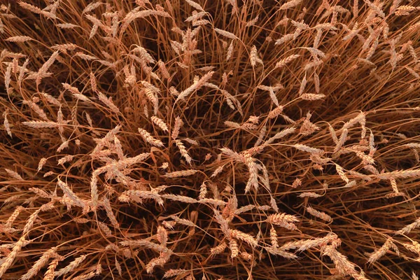 Wheat Field Spikelets Top View — Stock Photo, Image