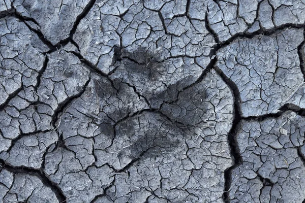 Animal footprints in dry mud, drought concept, climate change