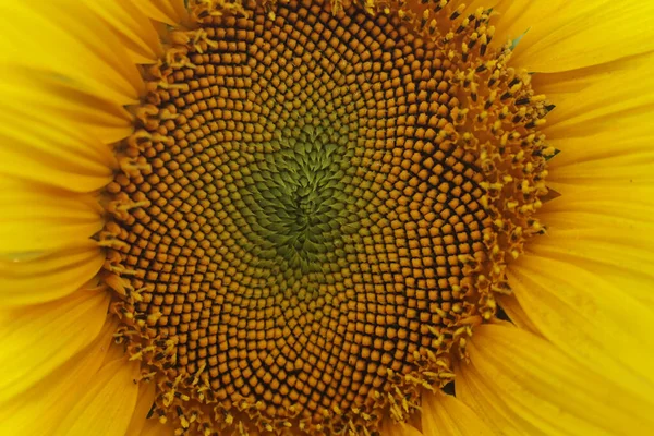 Sunflower Flower Background Close — Stock Photo, Image