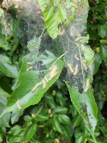 Leaves of plants damaged by caterpillars. Vertical Orientation