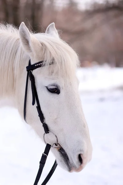 Portrait of a white horse, close-up head. Vertical Orientation