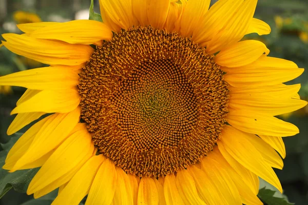 Sunflower Flower Background Close Royaltyfria Stockbilder