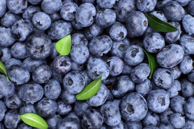 Taze olgun yapraklı yaban mersinlerinin arka planı.