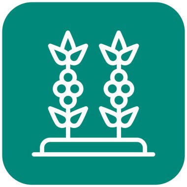 Kahve Bitkisi Vektör Simgesi Tasarım Çizimi