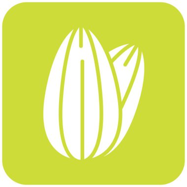 Ceviz Vektörü Simgesi Tasarım Çizimi