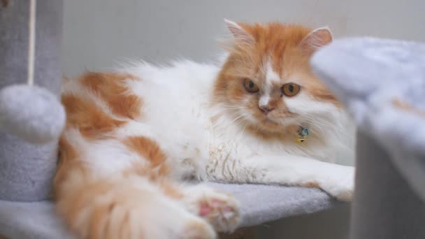 这只波斯猫正安静地蹲伏在地上 快乐的猫 两种颜色 白色和橙色 — 图库视频影像