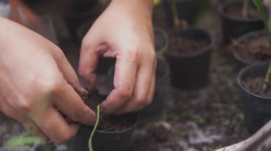 Hands of young woman planting ornamental plants selective focus shallow depth of field, People planting a tree
