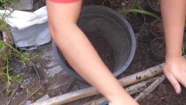 Hands Young Woman Planting Ornamental Plants Selective Focus Shallow Depth — Vídeo de Stock