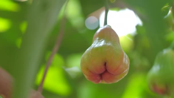 木の上に熟していないバラのリンゴ 高ビタミン自然果実 — ストック動画