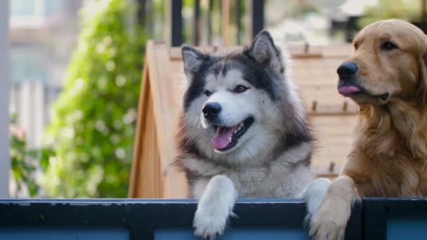 Ağır Çekimde Sevimli Bir Sibirya Husky Köpeği Golden Retriever Köpeği — Stok video