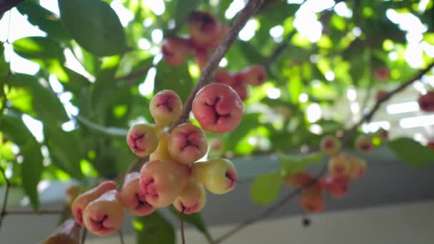 Свежие Природа Незрелые Плоды Яблони Розы Саду Высоковитаминные Фрукты — стоковое видео