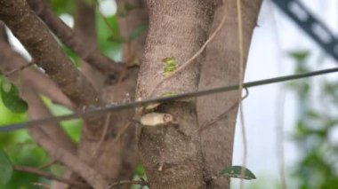 Bahçıvan küçük ağacı budamak için kavisli el testeresi kullanır. Profesyonel Peyzaj Tasarımı ve Kesimi Aşırı Gelişmiş Sprigs and Leaves in the Garden. Bahçe budanması