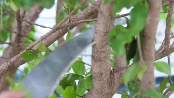 정원사는 손으로 휘어진 손잡이를 사용하여 나무를 꺾습니다 전문적 디자인 정원에서 — 비디오