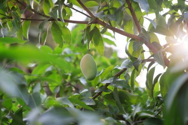 Mango ağacında olgunlaşmamış yeşil mango meyvesi. Doğal ve organik yüksek vitamin meyveleri. Mangifera Indica L. mango meyvesi