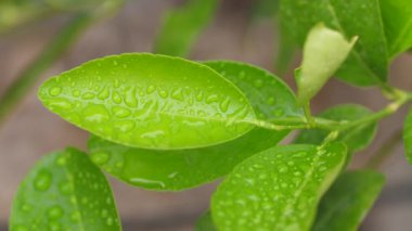 Doğal ortamında parlayan ıslak bir yaprak. Yağmurdan sonra doğanın güzelliği. Açık havada huzurlu anları yakalamak için mükemmel.