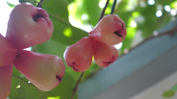树上有新鲜的未成熟的玫瑰苹果 — 图库视频影像