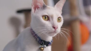 Karşı konulmaz bir cazibesi olan sevimli beyaz Tayland kedisi. Yaklaş, sevimli beyaz kedi.