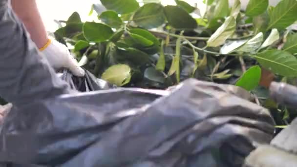 Homem Recolhe Folhas Coloca Num Saco Lixo — Vídeo de Stock