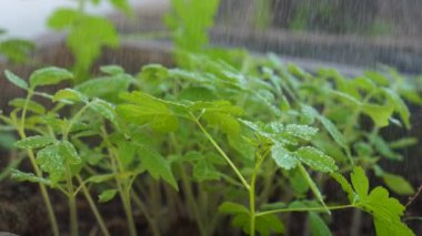 Yavaş çekimde suyu domates filizlerine dök. Küçük bitkiler büyüyor