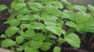 Yavaş çekimde suyu küçük bitkilere aktar.