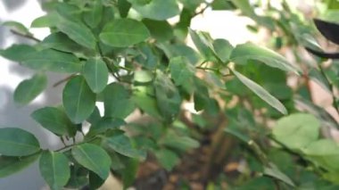 İnsanların elleri yerde büyüyen genç bitkilere su döküyor. Küçük ağacı dikiyorum. Ekoloji ve çevre koruma kavramı