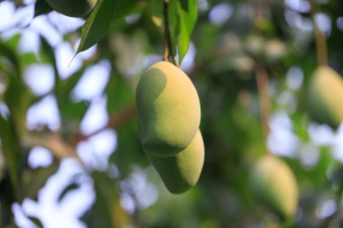 Mango ağacında olgunlaşmamış yeşil mango meyvesi. Doğal ve organik yüksek vitamin meyveleri. Mangifera Indica L. mango meyvesi