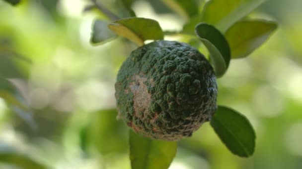 Frukten Kaffir Lime Naturen — Stockvideo