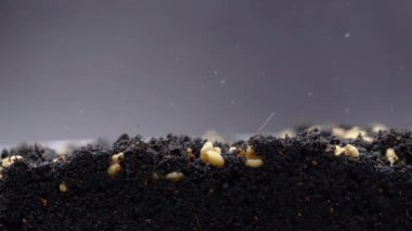 Filizlenme zamanı geldi. Ekoloji ve çevre koruma kavramı