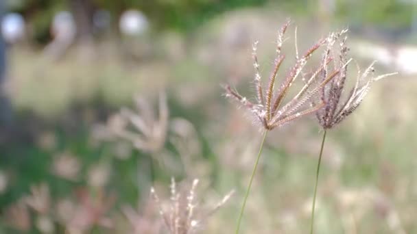 Rüzgâr Esintisiyle Kurumuş Çimen Çiçeği Seçici Odak Alan Derinliği — Stok video