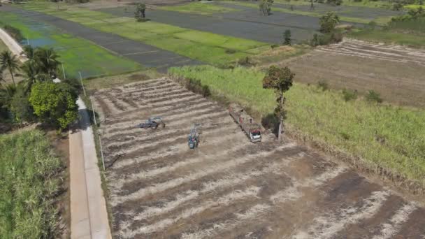 Drone Granjero Tiro Cosecha Caña Azúcar Lugar Rural — Vídeos de Stock