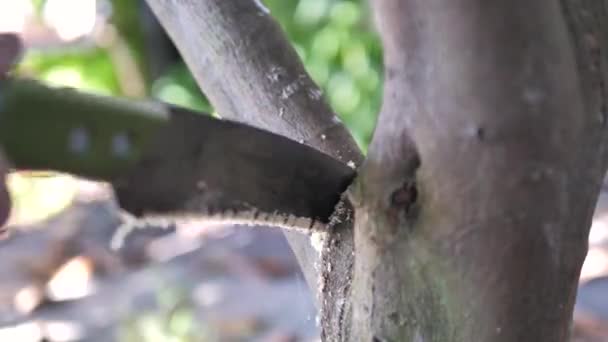 Lidé Používají Ruční Pilu Řezání Větve Stromu — Stock video