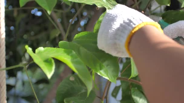 Kertész Metszőollóval Vágja Fát Növényi Metszés Növénydíszítés Háztartási Gondozás Kertészeti — Stock videók