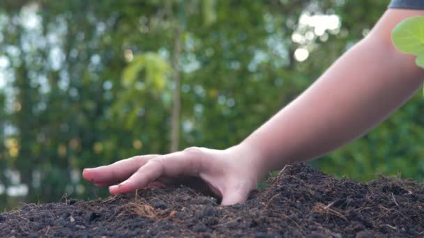 Manos Gente Joven Planta Que Crece Suelo Plantando Pequeño Árbol — Vídeos de Stock